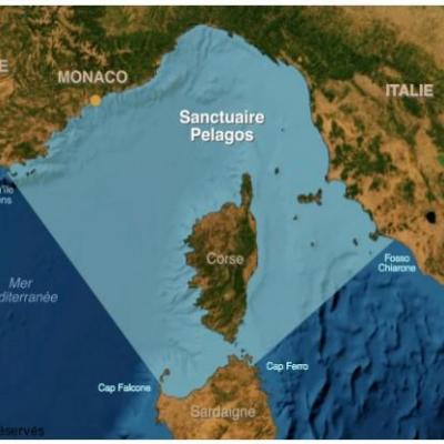 Sanctuaire pelagos